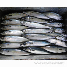 Cheap Prices Frozen Mackerel Fish 100-200g For Sale